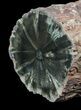 Triassic Woodworthia Petrified Log - Zimbabwe #45358-1